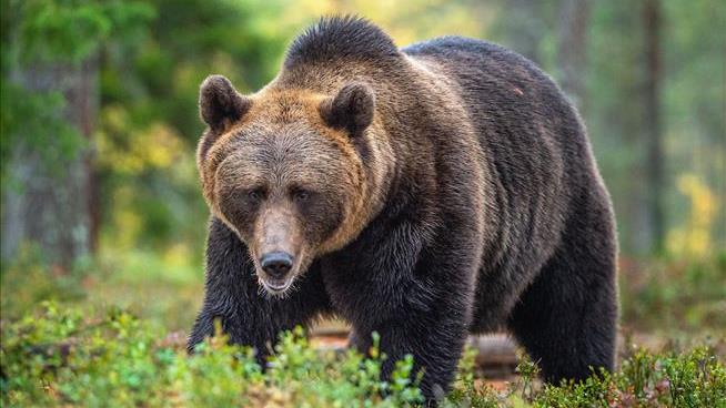 Married Couple Killed by Grizzly Bear in Banff
