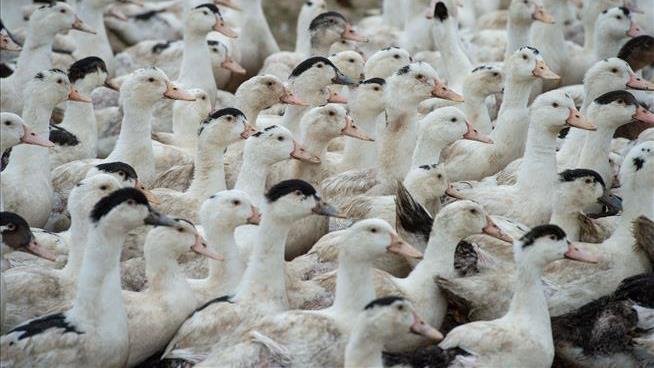 Sick of Bird Flu, France to Vaccinate 64M Ducks