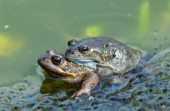 Faced With Unwanted Mating, Female Frogs Fake Death