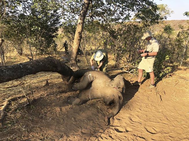 400 Elephants Dropped Dead. Now, a 'Very Worrying' Find
