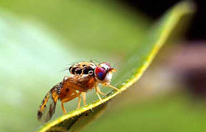 California Is Fighting Fruit Flies With Fruit Flies