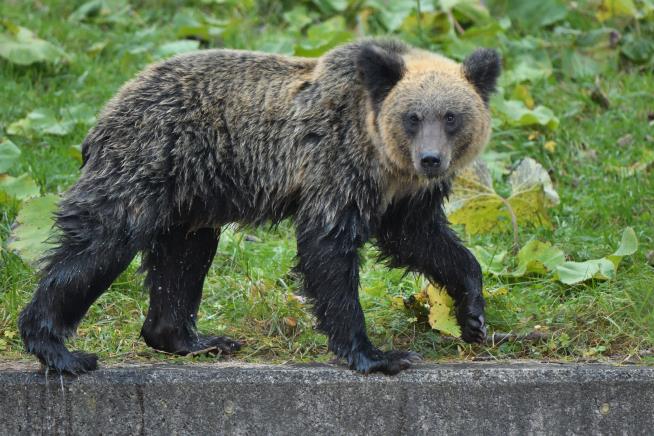 Student Falls Victim in Japan's Wild Year for Bear Attacks