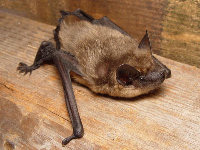 Man Films Bat Sex in Church, Makes Surprise Discovery