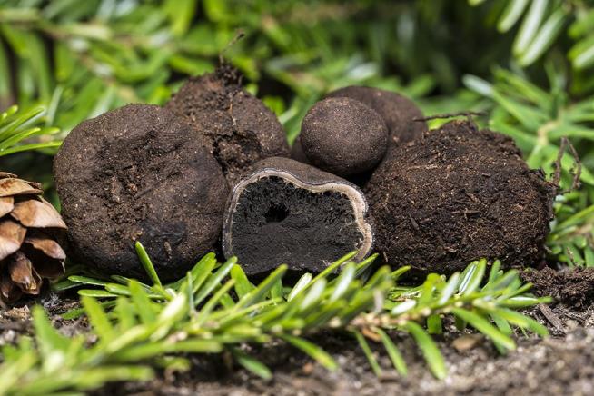 Climate Change Is Coming for Our Truffles