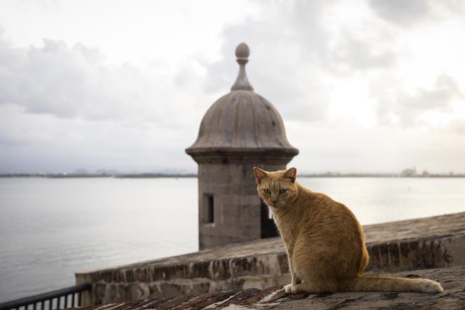 NPS Is Going After a Famous Stray-Cat Population