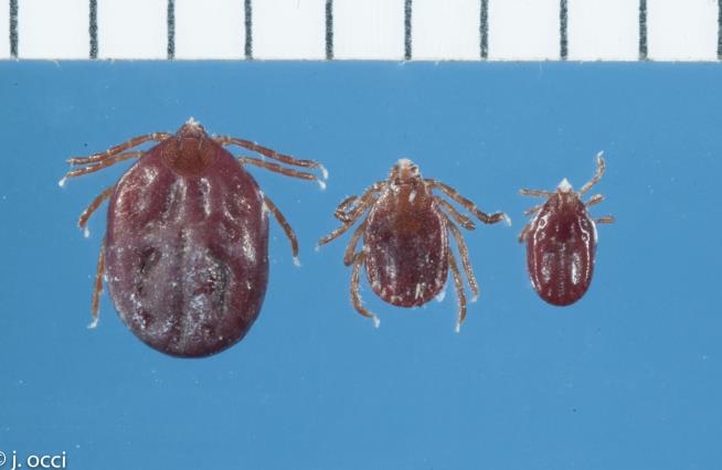 Invasive Tick Can Clone Itself, and It's Spreading Quickly