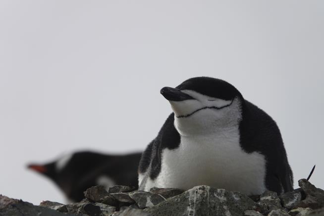 These Penguins Are Micro-Nap Masters