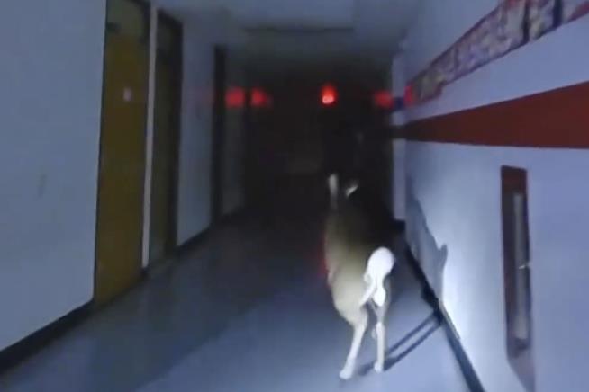 Deer Escapes Police, School