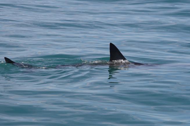 Shark Kills US Tourist in Bahamas