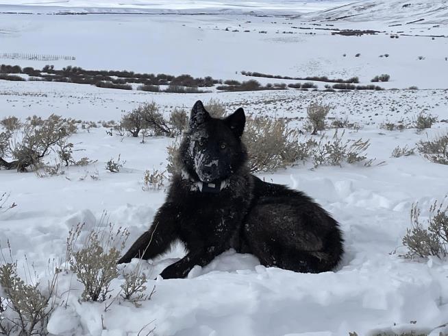 Cattle Industry Sues to Delay the Release of Wolves