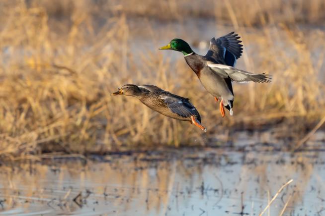 Grad Student Dies While Duck Hunting on Lake