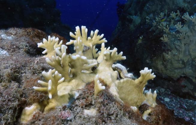 Freezing Coral May Be Ticket to Saving Reefs