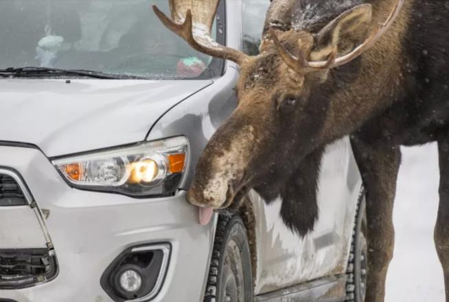 Don't Let Moose Lick Your Car, Canada Warns