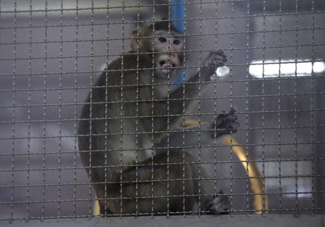 PETA Slams Plans for Georgia Monkey-Breeding Facility