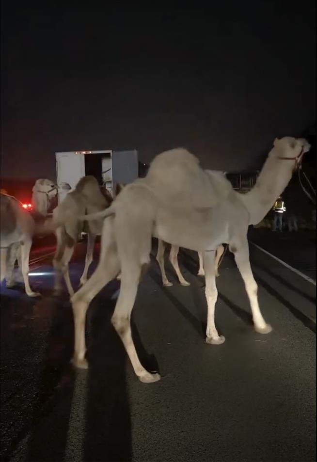 Zebras, Camels Take to Highway After Truck Fire