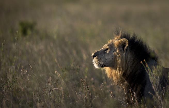 Unlikely Critter Is Foiling How Lions Hunt