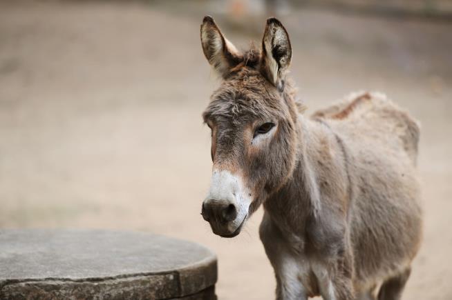 African Leaders Crack Down on 'Brutal' Donkey Trade