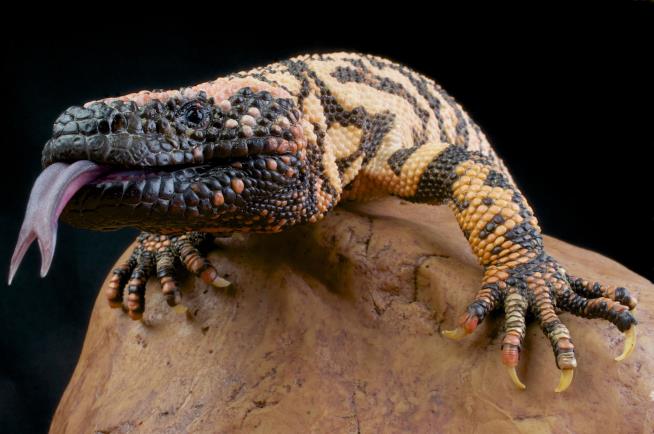 His Pet Gila Monster Bit Him. He Was Dead Within Days