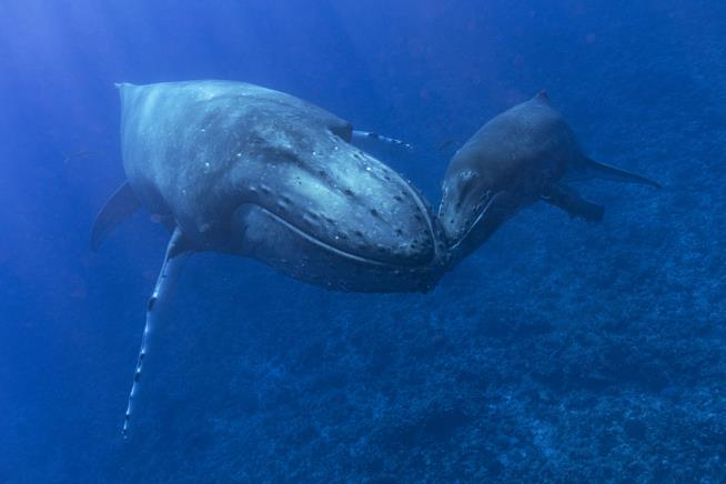 How a Pile of Fat Helps Whales Sing