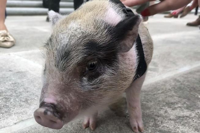 Baby Pig Tossed Around at Mardi Gras Has a New Home