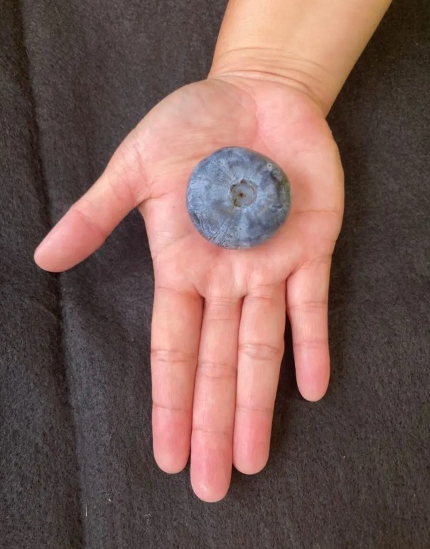 Ping Pong Ball-Sized Blueberry Breaks Record