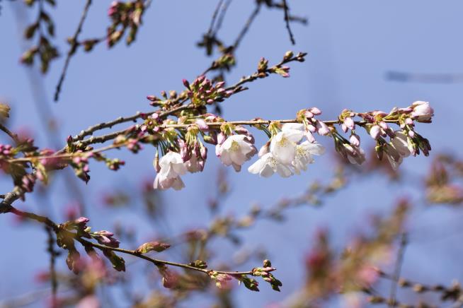 Washington, DC Cherry Blossoms Hit Peak Bloom Way Early