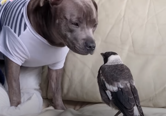 Magpie Who Bonded With Dog Is Seized