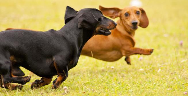 Germany: No, We're Not Banning Dachshunds