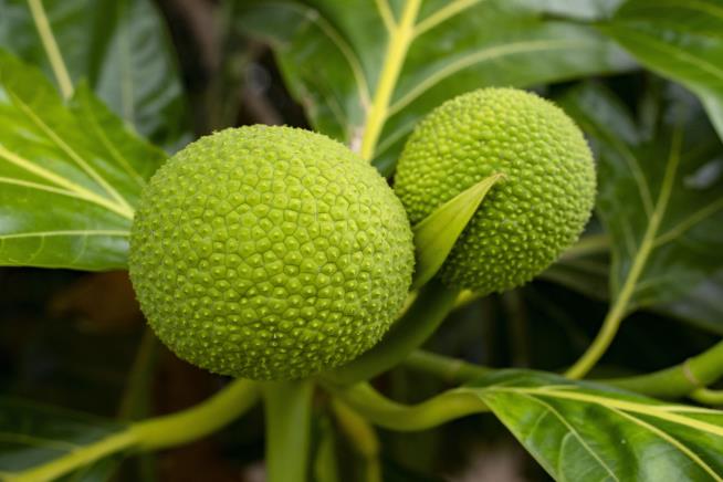 Will Breadfruit Be the Next Food Trend?