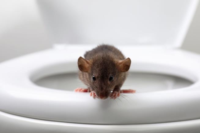 Man Bitten by Toilet Rat Had 'Multiorgan Dysfunction'