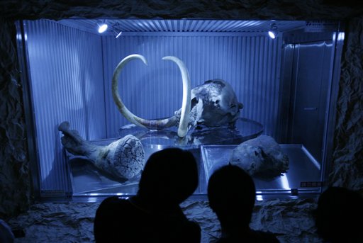 Scientists Map DNA of Woolly Mammoth