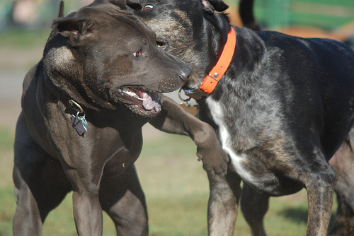 Texas Sting Reveals Dogfighting Underworld
