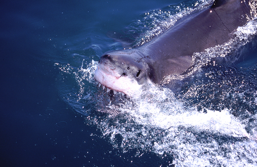 Aussie Vanishes in Shark's Jaws