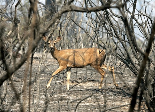 Hunt-Happy Texas Breeds Deer Smugglers