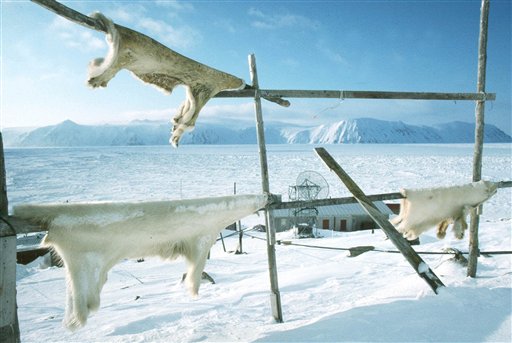 Polar Bears' Other Threat: $35K Trophy Hunts
