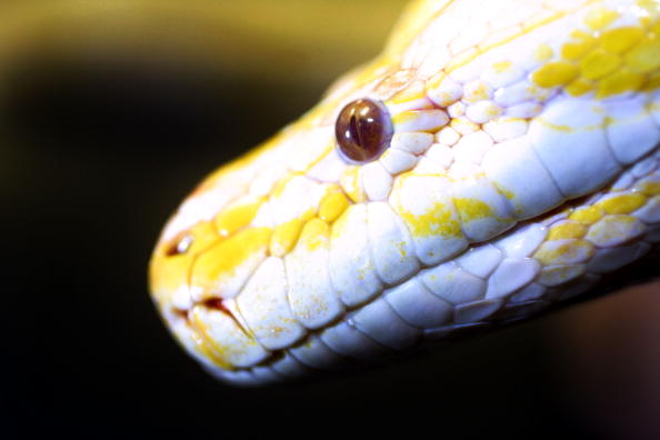 'Python Patrols' Hunt Down Snakes in Fla. Keys