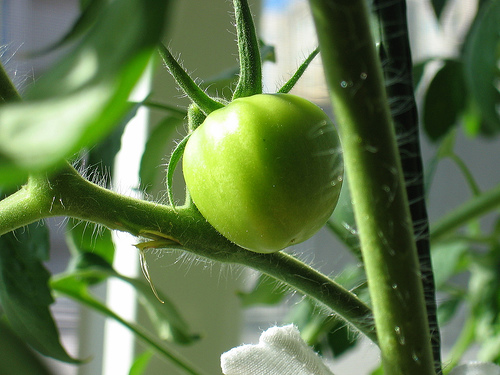 Can Tomatoes Grow to Love Shakespeare?