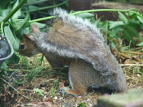 Hot Mommas: Squirrels Use Heat to Scare off Snakes