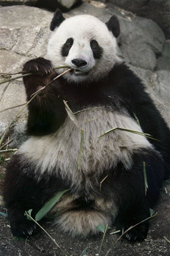 Pandas: Better at Crowd Pleasing Than Breeding