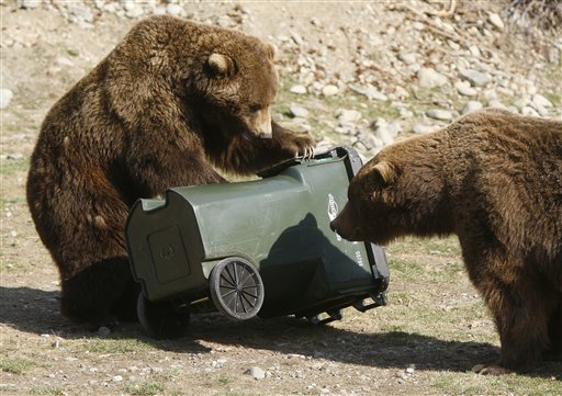 After 3 Maulings, Anchorage Mulls Bear Policy