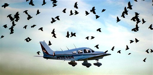 Airport Hires 'Bird Collie'