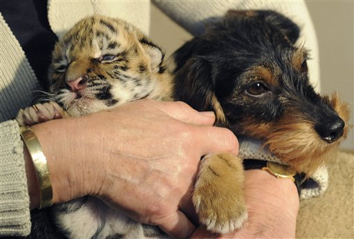 Dog Adopts Tiger Cub at German Zoo