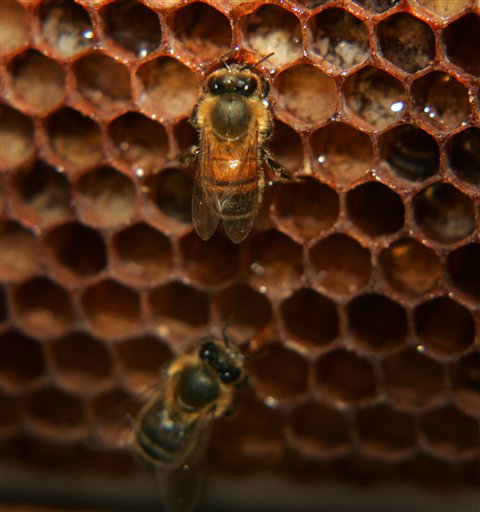 Beekeepers Stung by Rustlers