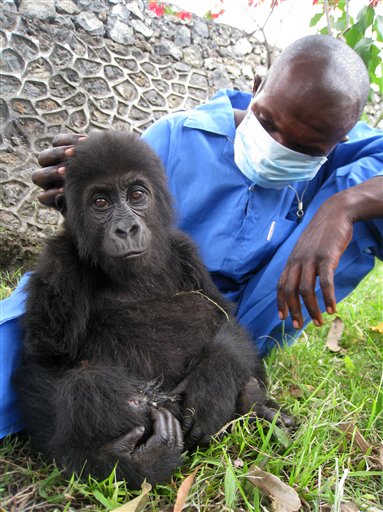 Congo Battles Gorilla Pet Trade