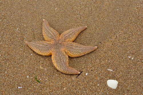 New England Starfish Boom Baffles Experts