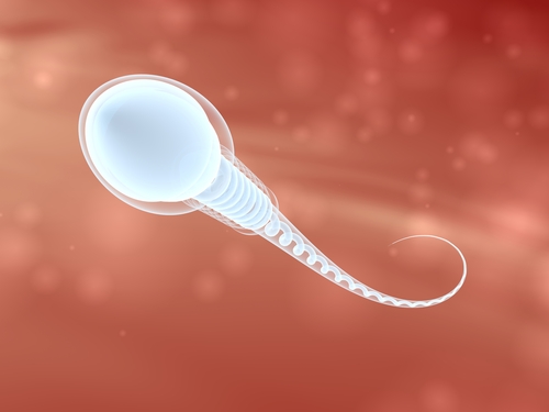 'Synthetic Sperm' Grown From Stem Cells