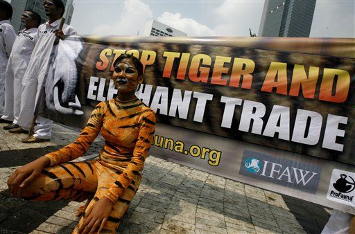 Thieves Kill Sumatran Tiger, Swipe Pricey Fur, Bones