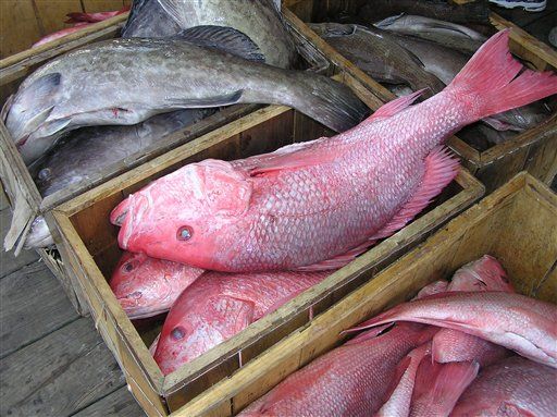 DNA Testing Snags Fish Imposters