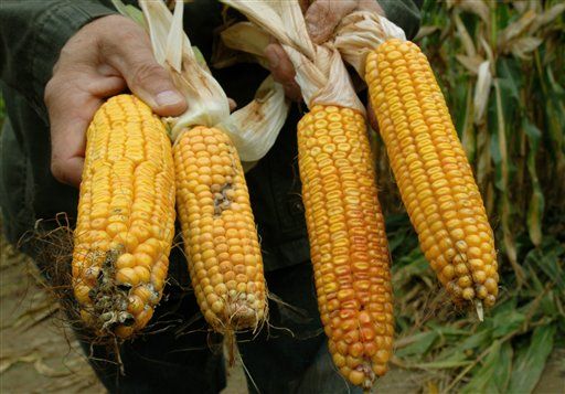 Fiber-Rich Corn Offers Digestive, Uh, Benefit
