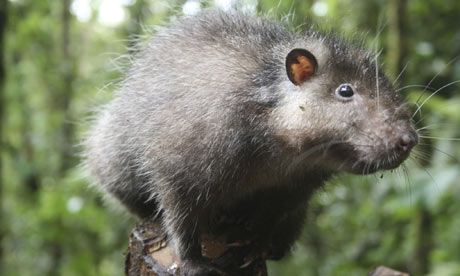 Giant Rat Found in 'Lost Volcano'
